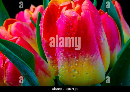 Rosso e tulipani gialli Foto Stock