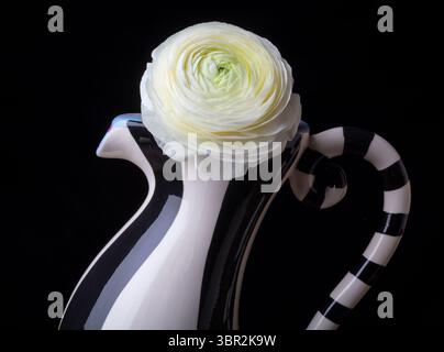 White Ranunculus in Unique Curvy Vase Foto Stock