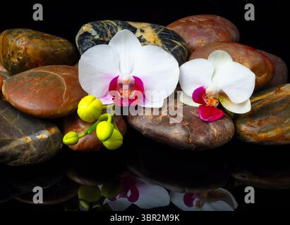 Orchidee contadine, medaglione tranquillo e rilassante nella natura morta Foto Stock