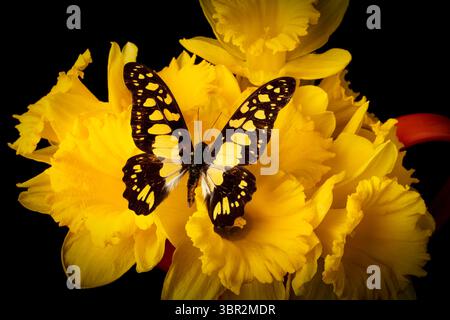 Yellow Butterfly On Daffodils Still life Foto Stock