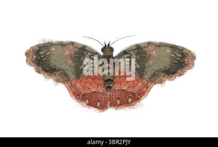 Una farfalla splendidamente illustrata che presenta una varietà di sfumature vivaci e motivi intricati. Oggetto isolato disegnato a mano su sfondo bianco. Foto Stock