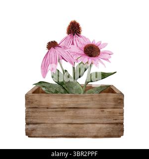 Questa splendida disposizione di fiori rosa echinacea è splendidamente esposta in una scatola di legno rustica, perfetta per la decorazione. Composizione isolata disegnata a mano su sfondo bianco. Foto Stock