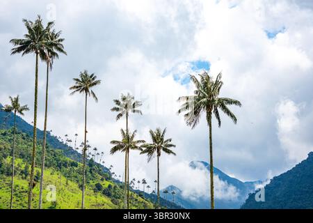Splendido paesaggio della Valle del Cocora con alte palme di cera sullo sfondo di lussureggianti colline verdi e spettacolari nuvole. Foto Stock