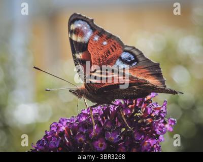 Una farfalla di pavone che si nutre di una Buddleia Foto Stock