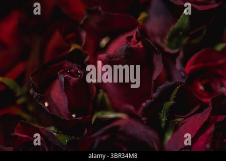 Bangkok, Thailandia. 11 luglio 2025. I fiori sono pronti per la vendita. Ogni mattina a Bangkok, i monaci buddisti camminano per le strade per ricevere elemosine, offerte di cibo e fiori, dalla comunità laica. Nelle vicinanze, al mercato dei fiori di Yodpiman, i fiori vengono preparati e venduti per l'uso in questi rituali quotidiani radicati nella tradizione buddista Theravada. (Foto di Ploy Phutpheng/SOPA Images/Sipa USA) credito: SIPA USA/Alamy Live News Foto Stock