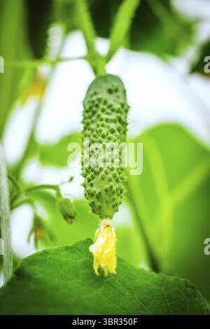 I cetrioli freschi verdi pendono su un ramo in una serra. Coltivare verdure nell'orto sfondo sfocato e copiare spazio per il testo pubblicitario Foto Stock