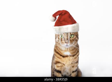 Simpatico gatto domestico del bengala con cappello di babbo natale su sfondo bianco e spazio per le copie Foto Stock