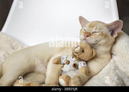 Adorabile gattino birmano rosso dorme abbracciando un orsacchiotto su un morbido cuscino in un letto bianco Foto Stock