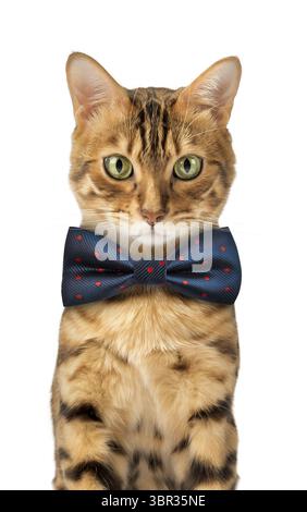 Simpatico gatto del Bengala che indossa un ritratto in studio con un papillon blu su sfondo bianco Foto Stock