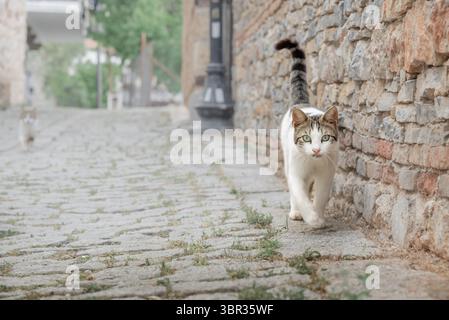 Un gatto senzatetto cammina lungo il marciapiede di Alanya Foto Stock