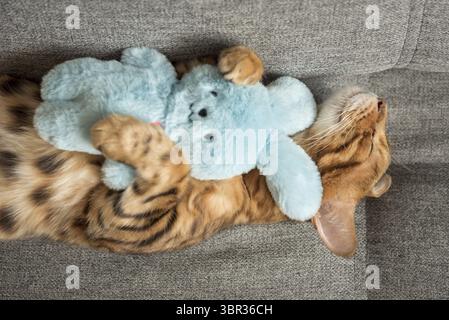 Un adorabile gatto del Bengala dorme su un divano grigio, un simpatico gatto tabby abbraccia dolcemente un peluche Foto Stock