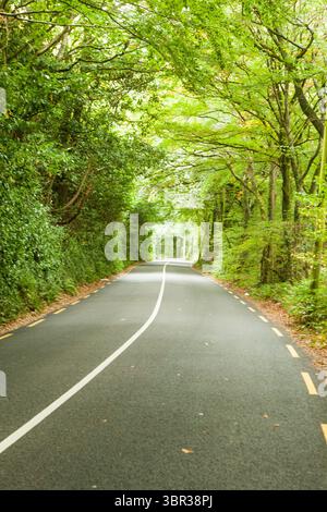 La strada forestale si snoda attraverso un denso tunnel foglioso con linee di asfalto evidenziate in un design piatto Foto Stock