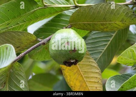 Primo piano di una guava verde fresca (Psidium guajava) sul suo ramoscello con foglie vivaci. Prodotti tropicali coltivati in modo naturale. Foto Stock