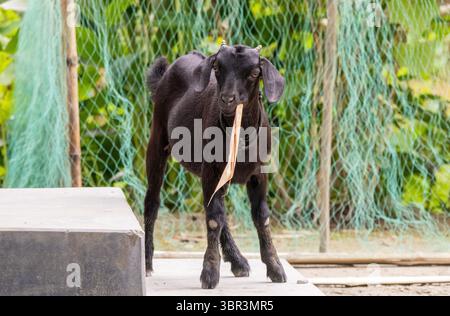 Capra nera del Bengala (Capra hircus) in piedi sulle scale del villaggio in Bangladesh, consumando foglie secche di bambù. Una visione comune nell'allevamento degli animali domestici. Foto Stock