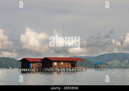 2 agosto 2008, Mabul, Borneo, Malesia: Isola di Pulau Mabul a Sabah, Borneo, Malesia orientale. Alcune case galleggianti utilizzate dai pescatori dell'isola di Mabul Pualu. Aragosta. Seguirono immersioni nelle pareti dominate da grandi gorgonie e una sfilata continua di pesci pipistrello di mare. E' un luogo dove non dobbiamo perdere di vista il blu, dato che vicino a South Point è uno dei posti migliori per vedere gli squali martello; tipo Sphyrna lewini; che può formare gruppi di più di 50 individui. Se la temperatura dell'acqua è alta; come spesso accade a Sipadan, andiamo a livelli profondi. Se si dispone di un di tecnico di qualifica adeguato Foto Stock
