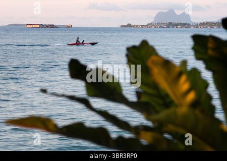 1° agosto 2008, Semporna, Borneo, Malesia: Vista dall'Hotel Dragon Inn a Semporna nel Parco Marino Tun Sakaran, Sabah, Borneo, Malesia Orientale. Dal Dragon Inn Hotel si possono vedere le navi che entrano e escono dal porto di Semporna. Fare immersioni a Sipadan è diverso; perché qui non siete circondati da 100 subacquei; e la quantità di fauna selvatica è inferiore in quantità; non qualità; come ho trovato nuovi nudibranchi; rana; coccodrillo; cavallucci marini nani di Tues; mandarini e anguille; che; ironicamente; qui sono blu. I siti di immersione sono vari; con più di 30 località intorno all'isola e all'Adjace Foto Stock