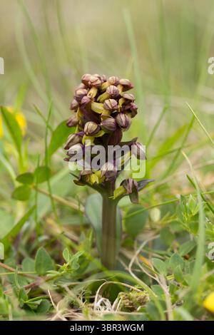 Orchidea di rana Dactylorhiza viridis, punta a fiore singolo, Unst, Shetland Island, Scozia, Regno Unito, giugno Foto Stock