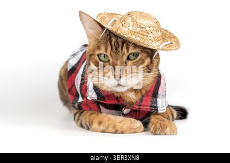 Divertente gatto del bengala in camicia e cappello. Gatto in abiti isolati su bianco Foto Stock