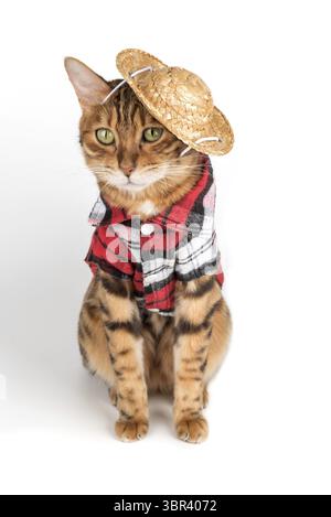 Divertente gatto del bengala in camicia e cappello. Gatto in abiti isolati su bianco Foto Stock