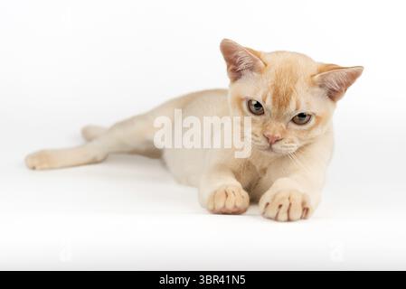 Simpatico gattino rosso birmano su sfondo bianco. Piccolo gattino isolato Foto Stock