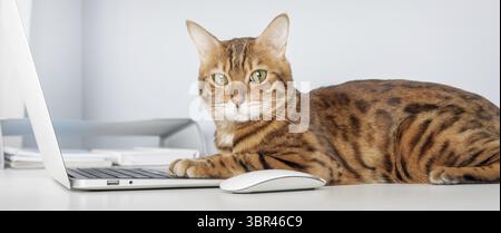 Gatto del Bengala che lavora al computer. Imprenditore, capo o manager Cat in carica Foto Stock