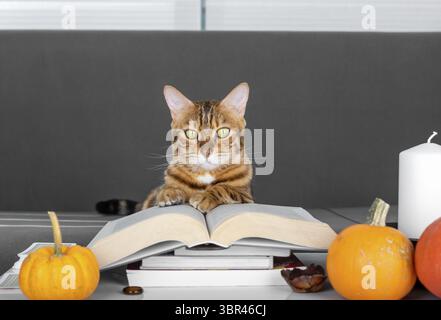 Una pila di libri, una candela, zucche arancioni e un gatto Foto Stock