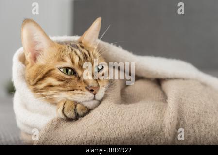 Il gatto del Bengala dorme dolcemente in una camera accogliente Foto Stock