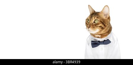 Il gatto con una camicia e un cravatta su sfondo bianco è isolato. Copia spazio Foto Stock