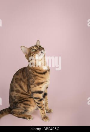 Ritratto di un gatto del Bengala puro adulto. Studio girato per pubblicità su sfondo rosa. Copia spazio Foto Stock