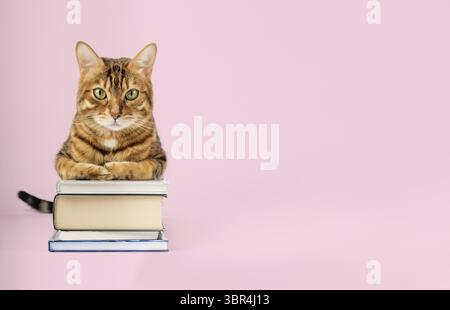 Gatto del Bengala con una pila di libri su sfondo colorato. Copia spazio Foto Stock