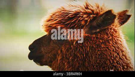Ritratto primo piano di Alpaca. Lama pacos è una specie di mammifero camelide sudamericano. Foto Stock