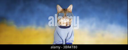 Divertente gatto rosso con gli occhiali e una maglietta. Copia spazio Foto Stock
