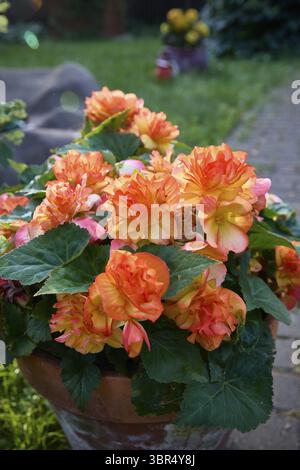 Begonia Elatior (Begonia x hiemalis) con fiori rossi e rosa. La varietà del tramonto. Una pianta in fiore della famiglia delle Begoniaceae. Begonia ibrida con S Foto Stock
