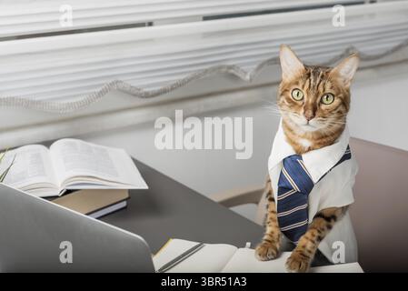 Il gatto serio del bengala è il capo in una cravatta e camicia in ufficio. Impiegato o manager dell'ufficio Cat Foto Stock
