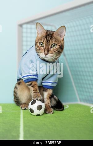 Il gatto del Bengala con una palla da calcio si trova sul campo di calcio vicino al cancello. Il gatto è un portiere Foto Stock