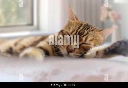 Il gatto del Bengala dorme dolcemente in camera da letto. Amore per gli animali domestici Foto Stock