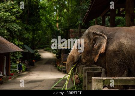 23 luglio 2020, Bangkok, Thailandia: Un elefante mangia al Maesa Elephant Camp, quasi interamente privo di turisti, vicino a Chiang mai, Thailandia. L’industria del turismo degli elefanti ha sofferto molto delle conseguenze economiche derivanti dalla pandemia di COVID-19. Senza â ritorno a œnormal tourismâ€™ in vista, centinaia di elefanti e mahouts hanno lasciato i campi e i santuari dove lavorano per tornare a casa. Solo una piccola manciata è abbastanza fortunata da essere tenuta dai loro datori di lavoro. (Immagine di credito: © Andre Malerba/ZUMA Wire) Foto Stock