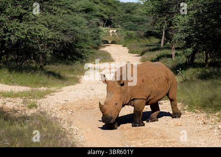 Rinoceronte bianco femminile (Ceratotherium simum) su un sentiero nella foresta, riserva naturale privata vicino a Omaruru, regione di Erongo, Namibia Foto Stock