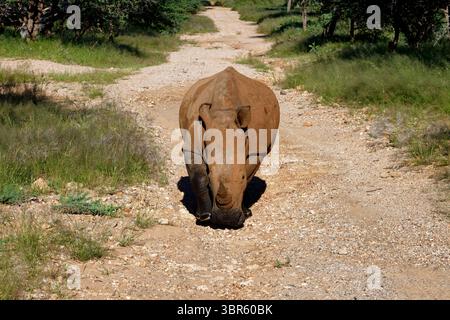 Rinoceronte bianco femminile (Ceratotherium simum) su un sentiero nella foresta, riserva naturale privata vicino a Omaruru, regione di Erongo, Namibia Foto Stock