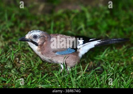Ghiandaia Garrulus glandarius Foto Stock