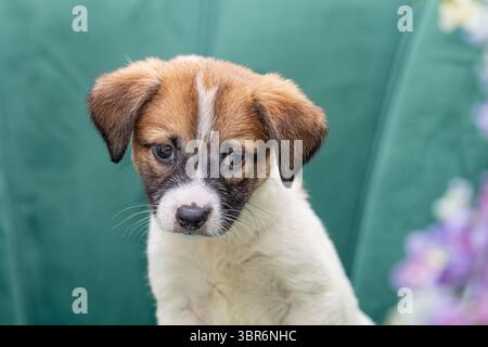 Primo piano di un cucciolo dagli occhi tristi contro una sedia verde e fiori. Foto Stock