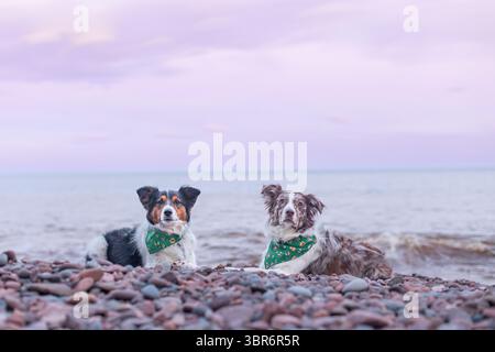 Due pastori australiani giacciono su una spiaggia rocciosa al tramonto. Foto Stock