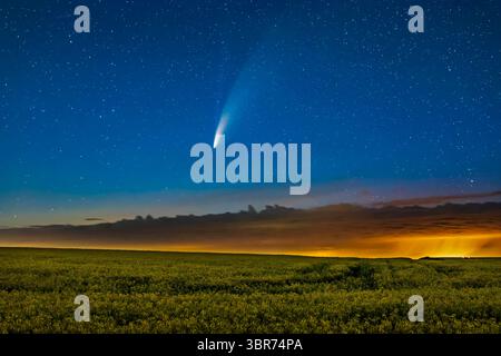 16 luglio 2020, Alberta, Canada: Cometa NEOWISE (C/2020 F3) su un campo di canola maturo vicino a casa, nella notte tra il 15 e il 16 luglio 2020. L'inquinamento luminoso proveniente da un impianto a gas nelle vicinanze che si riflette su nuvole basse e una doccia a pioggia aggiunge il giallo sulla destra. Si tratta di una miscela di tre esposizioni di 2 minuti a ISO 1600 e f/5 per uniformare il rumore, fornire profondità di campo e far risaltare i colori della canola, mescolati con una singola breve esposizione di 15 secondi del cielo a f/2,8 e ISO 3200, il tutto con l'obiettivo Sigma da 50 mm e la fotocamera Canon 6D MkII. (Immagine di credito: © Alan Dyer/VW Pics via ZUMA Foto Stock