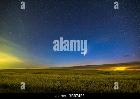 16 luglio 2020, Alberta, Canada: Cometa NEOWISE (C/2020 F3) su un campo di canola maturo vicino a casa, nella notte tra il 15 e il 16 luglio 2020. L'inquinamento luminoso proveniente da un impianto a gas nelle vicinanze che si riflette su nuvole basse e una doccia a pioggia aggiunge il giallo sulla destra. Si tratta di una miscela di sette esposizioni al rumore uniforme, unite a una singola esposizione del cielo, il tutto a 30 secondi a f/2 e ISO 1600, il tutto con l'obiettivo Sigma da 20 mm adattato alla fotocamera Canon EOS Ra. (Immagine di credito: © Alan Dyer/VW Pics tramite filo ZUMA) Foto Stock