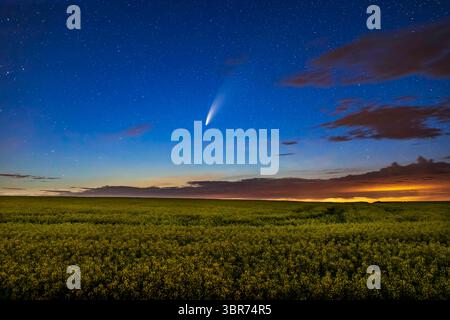15 luglio 2020, Alberta, Canada: Cometa NEOWISE (C/2020 F3) su un campo di canola maturo vicino a casa, nella notte tra il 15 e il 16 luglio 2020. L'inquinamento luminoso proveniente da un impianto a gas nelle vicinanze che riflette basse nuvole aggiunge il giallo a destra. Si tratta di una miscela di sei esposizioni di 2 minuti a ISO 3200 e f/5,6 per uniformare il rumore, fornire profondità di campo e far risaltare i colori della canola, mescolati con una singola breve esposizione di 15 secondi del cielo a f/2,8 e ISO 1600, il tutto con l'obiettivo da 35 mm e la fotocamera Canon 6D MkII. (Immagine di credito: © Alan Dyer/VW Pics tramite filo ZUMA) Foto Stock