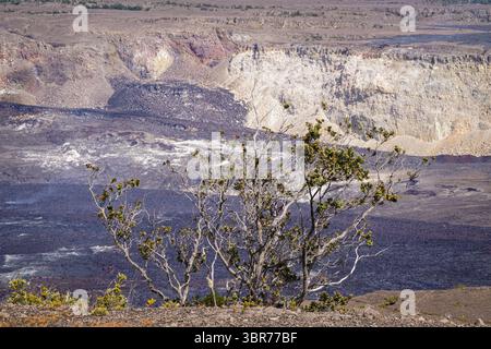 "hi'a lehua albero in cima al cratere del vulcano Foto Stock