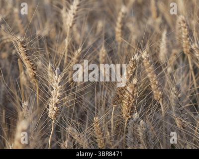 Dettagli delle orecchie mature di grano rivettato nei campi a luglio Foto Stock
