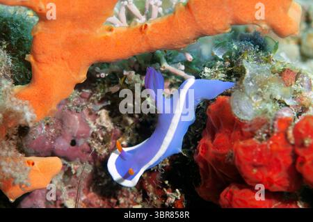 20 maggio 2019, Malaysia: Nudibranch, Hypselodoris bullockii, Mabul Kapalai, Malesia (immagine di credito: © Andre Seale/VW Pics via ZUMA Wire) Foto Stock