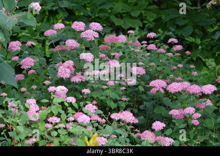 Rosa Hydrangea arborescens «Invincibelle» in fiore. Foto Stock
