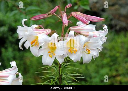 Grande tromba bianca e gialla giglio regale, Lilium «regale», in fiore. Foto Stock